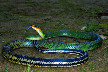 绿色的老鼠蛇没有毒气丙烯酸酯inda图片