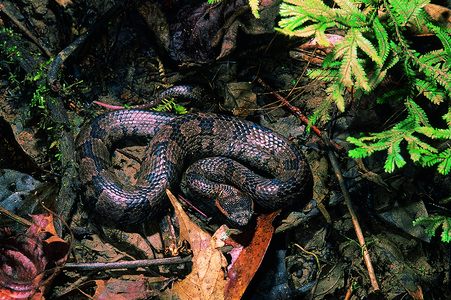 科拉恰斯山坑毒蛇阿鲁纳恰尔印地亚背景