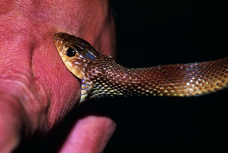 人蛇带状特写镜头高清图片