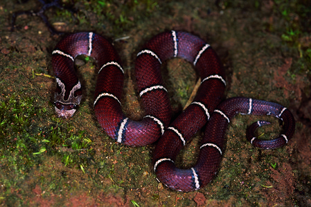 白条大腿支持的kuri蛇没有毒气可能是这条蛇存在的唯一张照片anruchlprdeshina背景图片