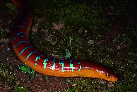 没有腿的蜥蜴阿鲁纳查尔的长尾腺印地亚图片