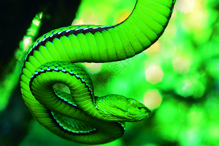 甲草胺毒蛇很少见可能是这种物的第一色图象图片