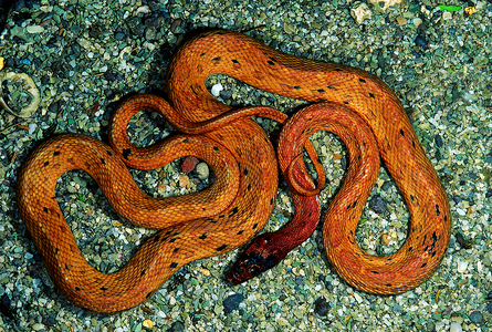各种三头蛇皇家无毒卡特拉克公园马哈拉施特印地安群岛图片