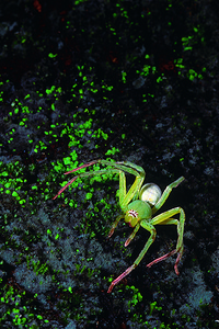 绿色的林克斯蜘蛛rajmchi堡rstind图片