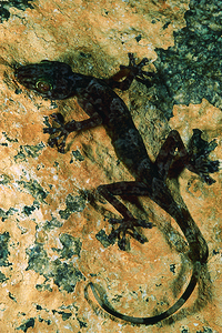 蛋白质金色壁画折叠形态内栖物种西印度群岛图片