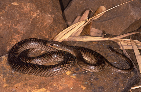 长方圆形的沙蛇全身很少见无害的印地安人特有的图片
