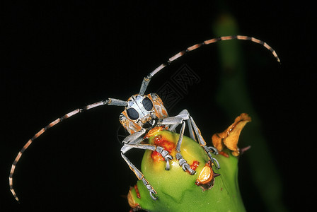 巴萨普尔甲虫长角高清图片