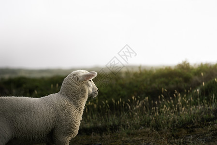 弗里格羊群看着地平线和太阳在绿苔丘锡尔特岛北海德意志白羊和日光在夏风景的幼羊背景