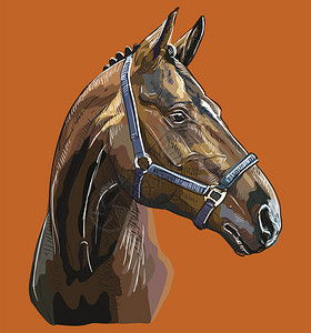 一匹马头手绘马头头像卡通矢量插画设计图片