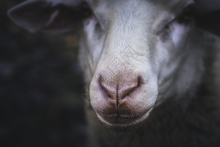 鼻子有病的动物有关一只粉色湿鼻子的羊脸特写细节有选择地聚焦绵羊肖像德国嘴可爱的家畜背景
