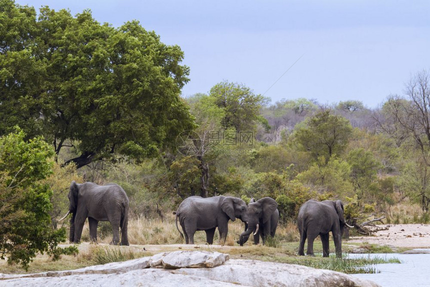 大象非洲家庭图片