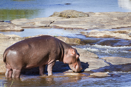 戈米提北波达米的河马两栖动物家庭背景