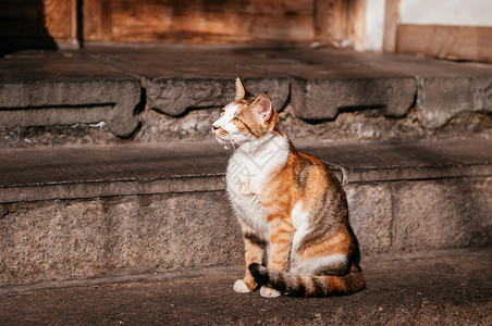 猫道在美丽阳光下坐街边的道上背景