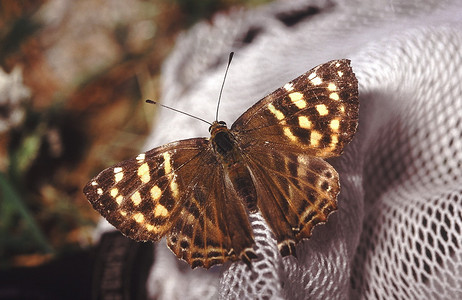 尾部的拳头一只羊驼蝴蝶发现450英尺以上图片