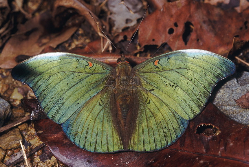 红点公爵一只不寻常的蝴蝶发现在南印度群岛的茂密森林里图片