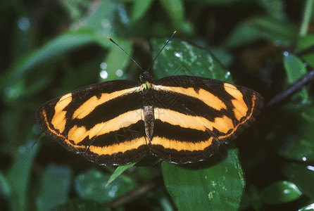 普通的拉丝卡尼姆巴利德家族的一只异乎寻常蝴蝶图片