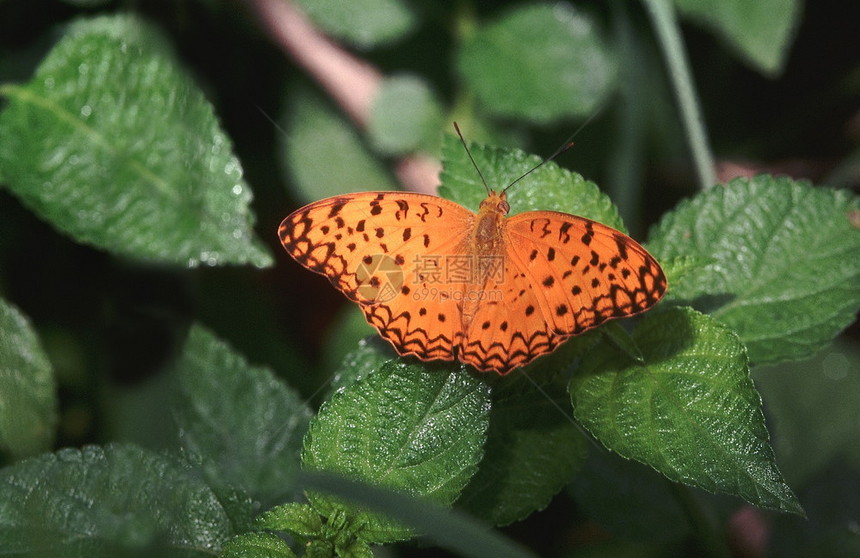一种飞速翔的蝴蝶通常在印地亚的森林区发现图片