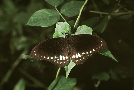 一只稀有的燕尾蝴蝶在西长袍的茂密丛林中发现图片