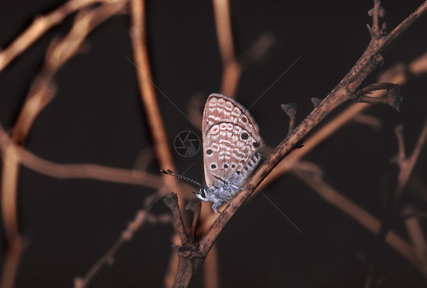 亚非蓝宝石印地安平原的普通蝴蝶图片