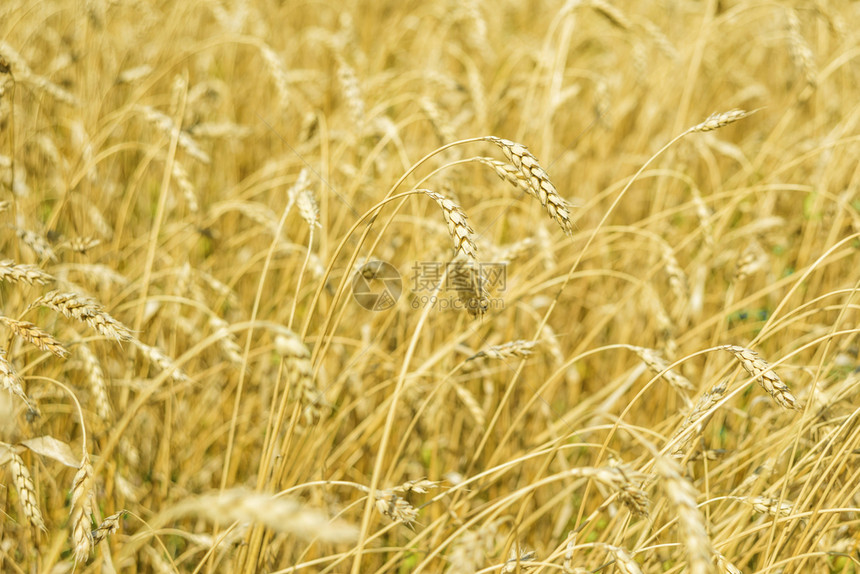 田地上有许多金色的成熟麦子图片