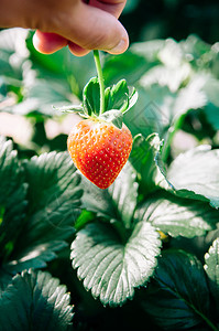 采摘新鲜的美丽甜成熟红莓草图片
