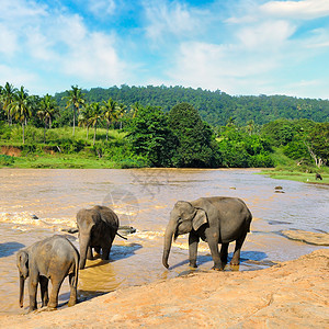 热带的斯里兰卡风景概念是旅行图片