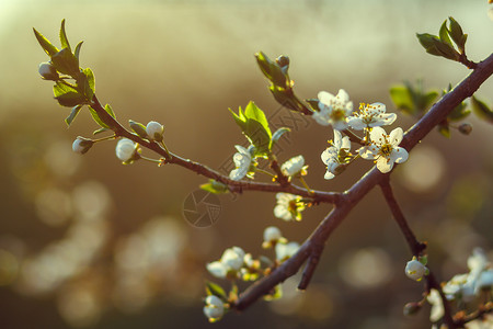 春的樱桃树图片