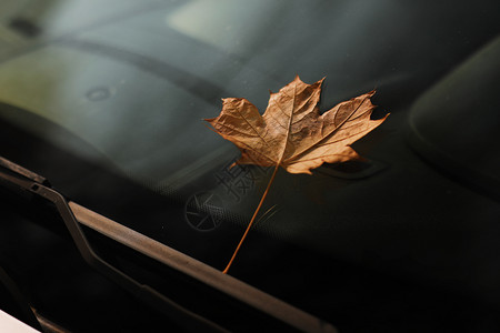 汽车挡风玻璃上的秋叶黄色图纸图片