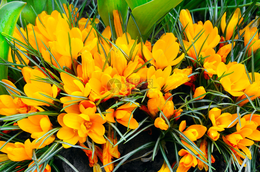 花床上的黄朵明亮春天背景图片
