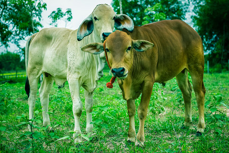 在草原上的小黄牛背景图片