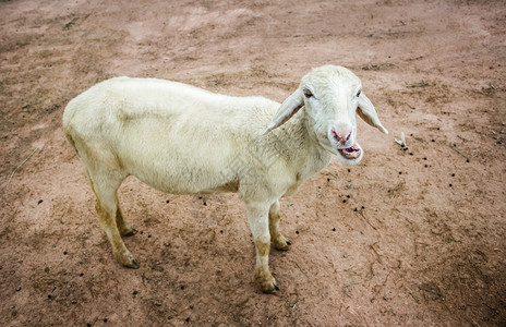 可爱羊的肖像图片