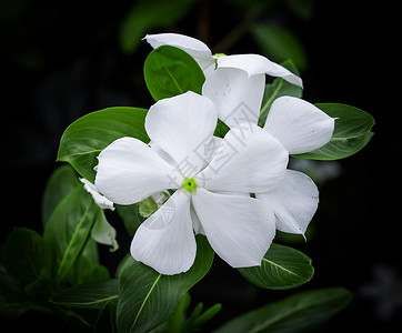 白花背景图片