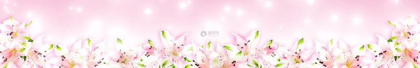 带粉红背景的色白花朵长横幅图片