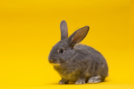 撒谎耳朵黄色背景的小灰兔背景