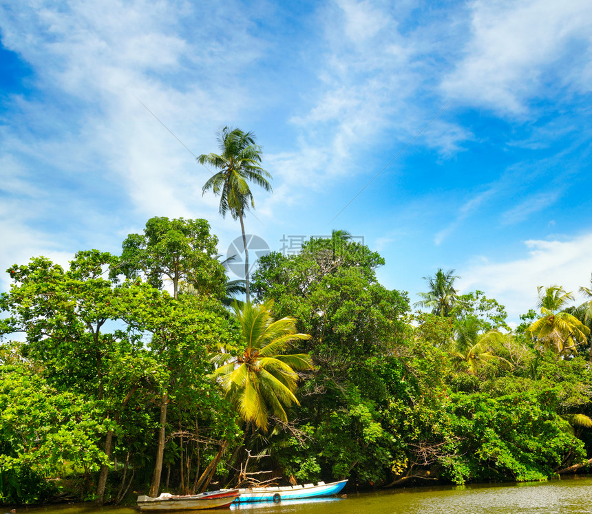 湖椰子棕榈和红树林图片