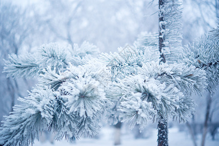 严寒的冬美丽树图片