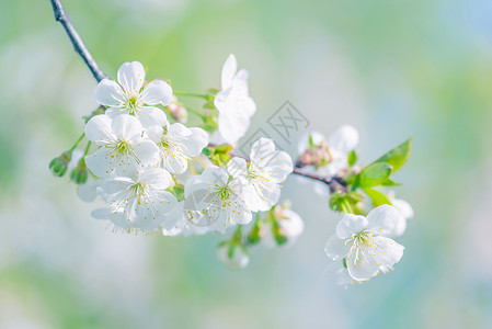 在阳光明媚的清晨盛开樱花的春枝白蓝色的朵图片