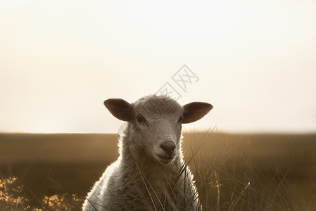 弗里西尔牲畜羔羊高清图片