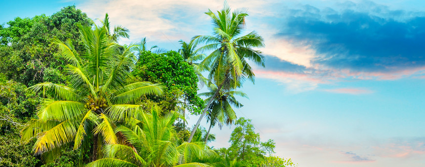 以日落为背景的热带棕榈树图片