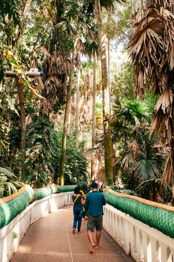 2019udonthailnd旅游者走在塔罗棕榈树livstonaribu森林中图片