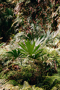 萨里巴斯佛教徒植物高清图片