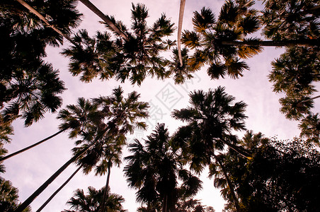 棕榈树livstonaribu森林与天空对峙高清图片