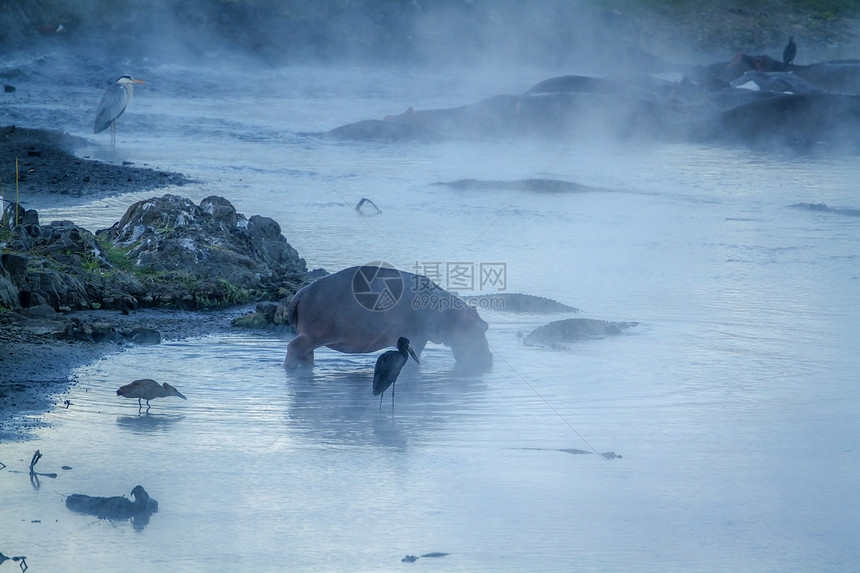 北波达米的河马两栖动物家庭图片