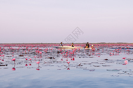 帕皮特2019年月3日jan13udonthailnd粉色莲花水百合在晨光下全盛开纯洁而美丽的红色莲花湖或海背景