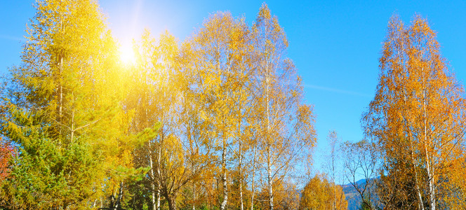 秋天风景和阳光下美丽的有色树户外和自然宽阔的照片图片
