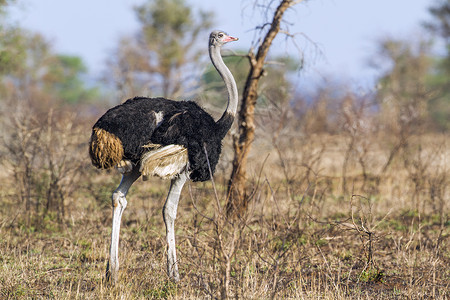 鸟粪位于非洲南部Kruge公园的Africanostrich背景