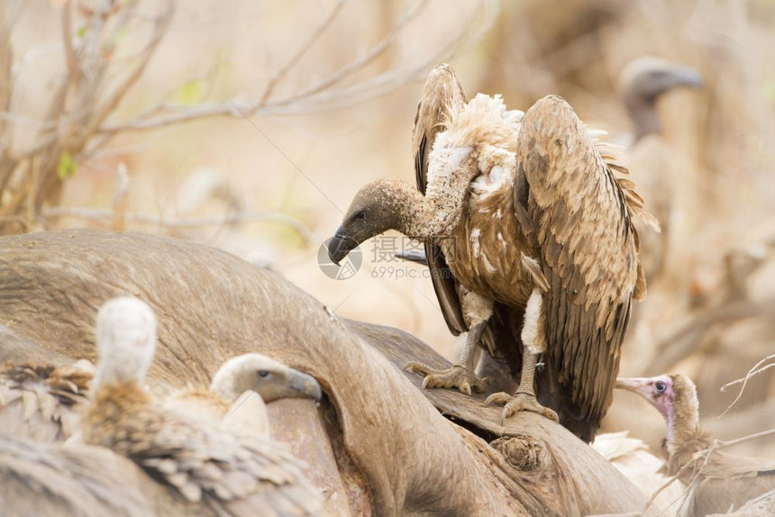 在非洲南部的Kruge公园中养蜂角斗篷秃鹫图片