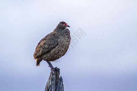 swainor在南部非洲的kruge公园中刺激禽类高清图片
