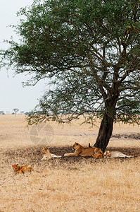 在草地serbgti热带草原森林坦萨尼亚非洲野生动物图片