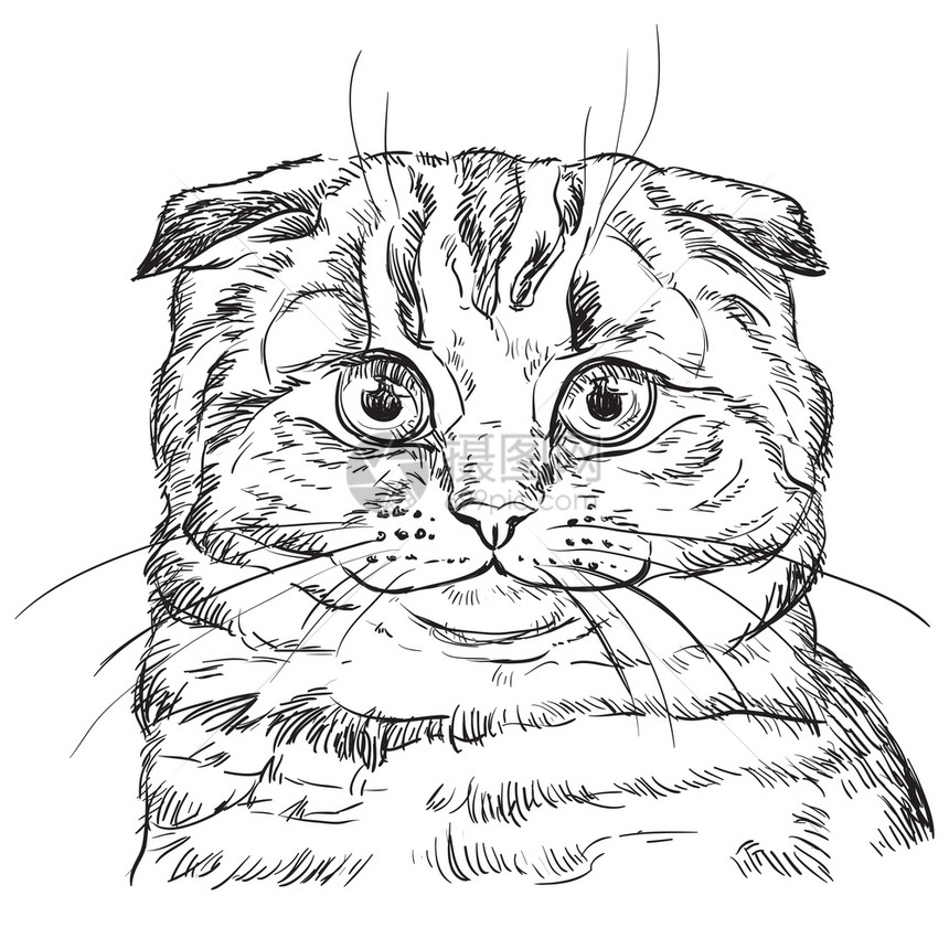 白色背景中孤立的黑色苏格兰折叠猫的矢量手绘肖像猫的单色现实肖像飞毛猫的矢量图解用于设计的图像卡片图片